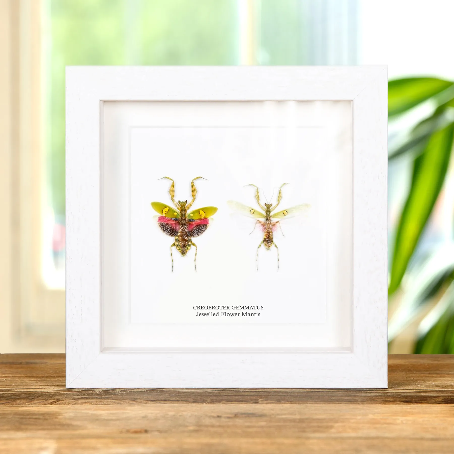 Jewelled Flower Mantis Male & Female Pair In Box Frame (Creobroter gemmatus)