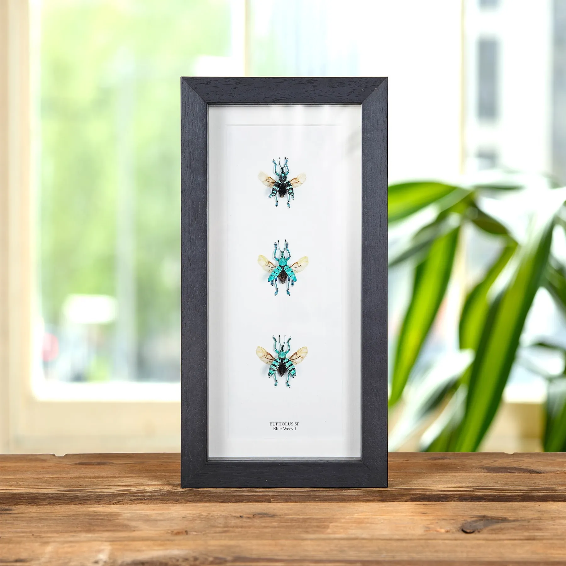 Mixed Blue Weevil Beetle Trio In Box Frame (Eupholus sp) Minibeast Mixed Blue Weevil Beetle Trio In Box Frame (Eupholus sp)