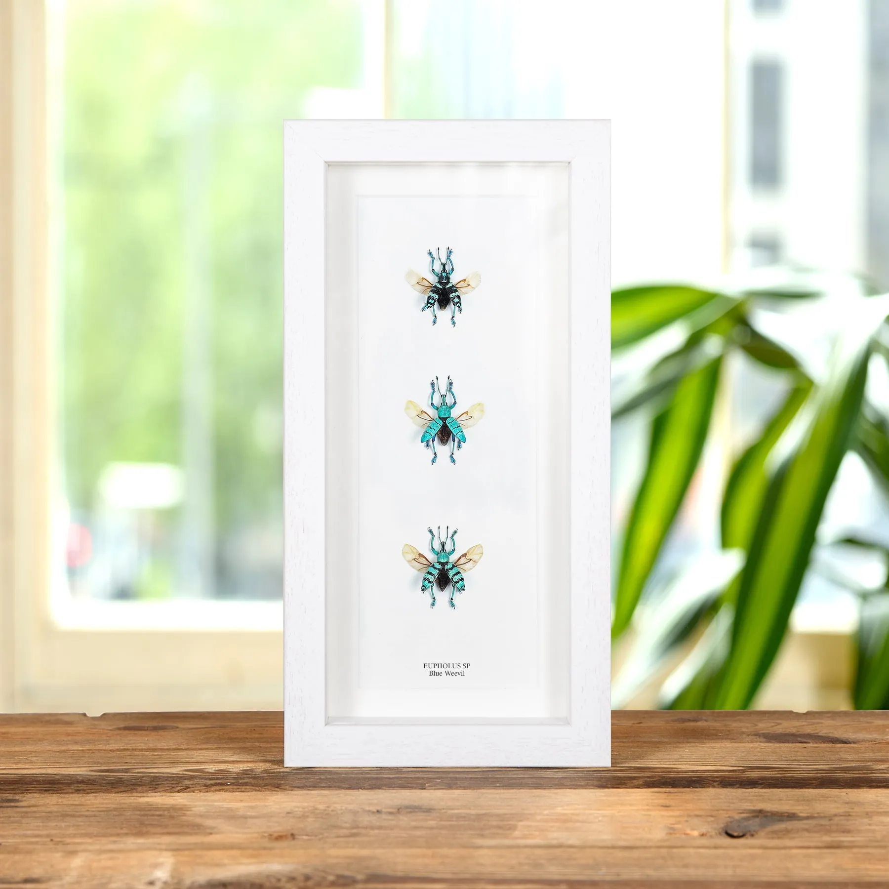 Mixed Blue Weevil Beetle Trio In Box Frame (Eupholus sp) Minibeast Mixed Blue Weevil Beetle Trio In Box Frame (Eupholus sp)