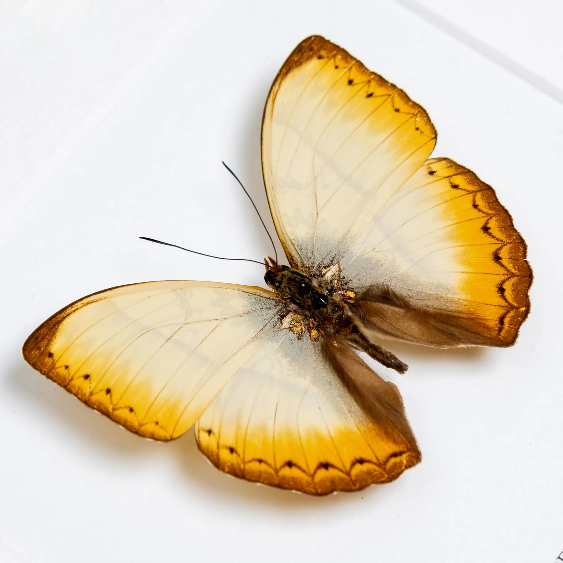Reinhold's Creamy Glider Butterfly In Box Frame (Cymothoe reinholdi vitalis) Minibeast Reinhold's Creamy Glider Butterfly In Box Frame (Cymothoe reinholdi vitalis)