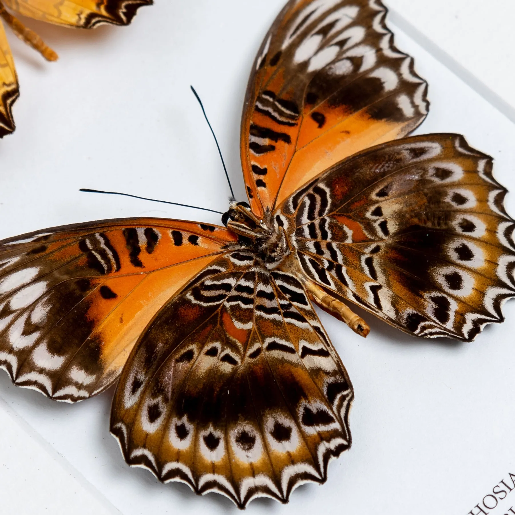 Minibeast Le Trio de Papillons Rouge à Dentelle dans un Cadre (Cethosia biblis, Biblis Amboinensis et Chrysippe Cydippe)