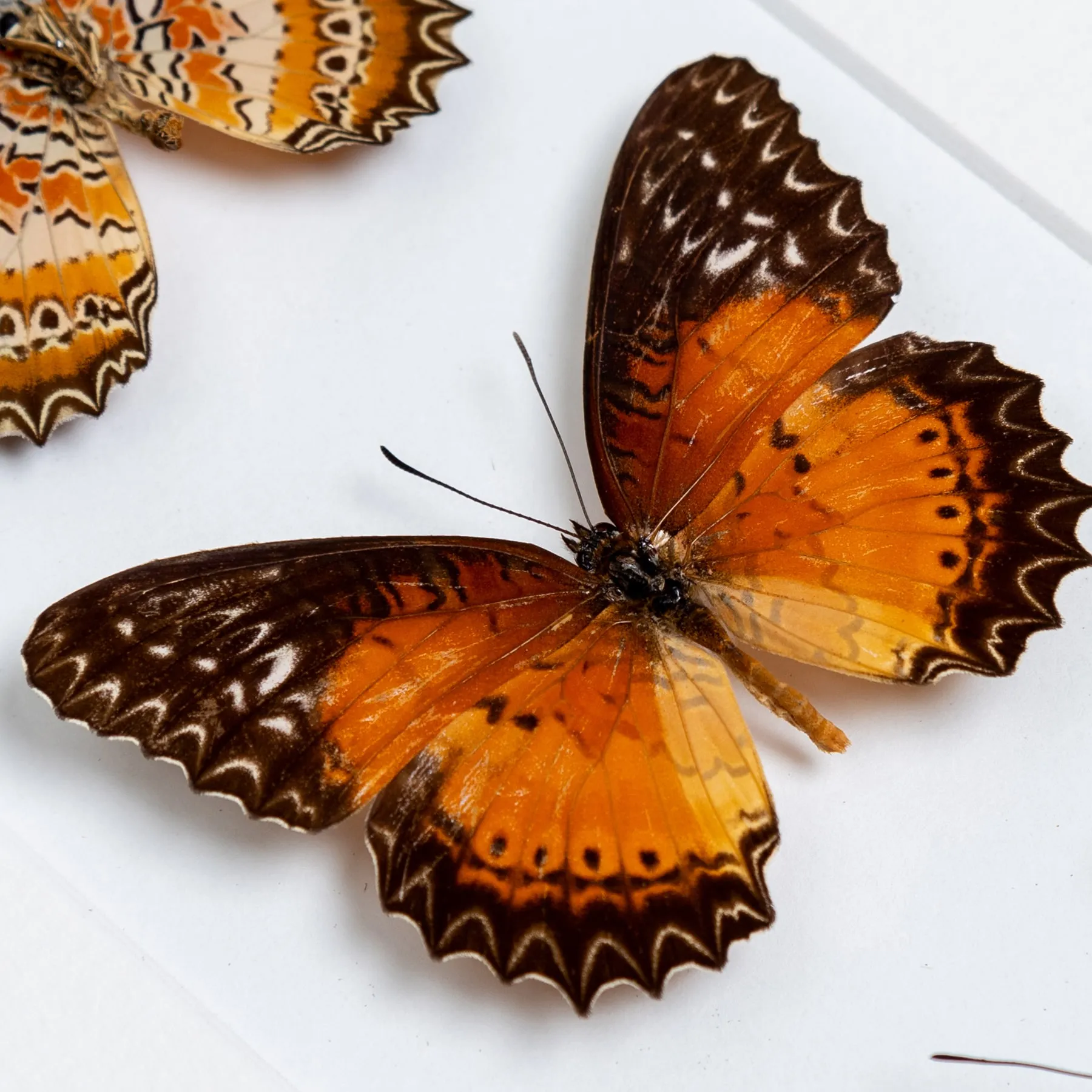 Minibeast Le Trio de Papillons Rouge à Dentelle dans un Cadre (Cethosia biblis, Biblis Amboinensis et Chrysippe Cydippe)