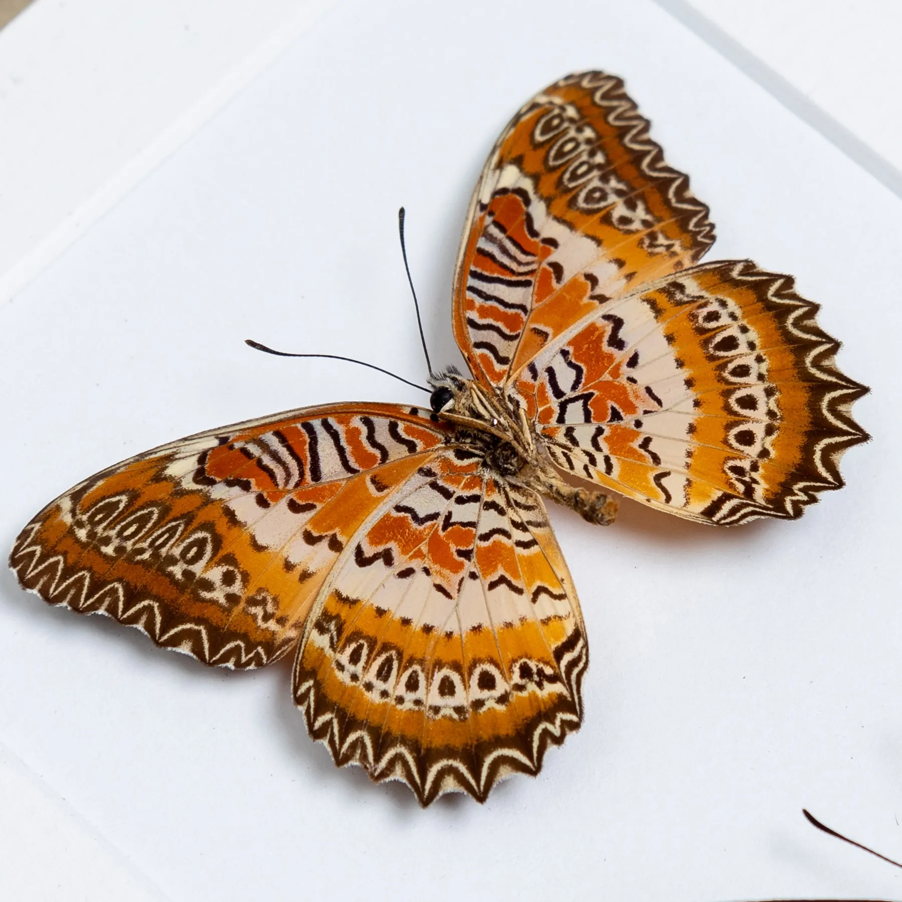 Minibeast Le Trio de Papillons Rouge à Dentelle dans un Cadre (Cethosia biblis, Biblis Amboinensis et Chrysippe Cydippe)