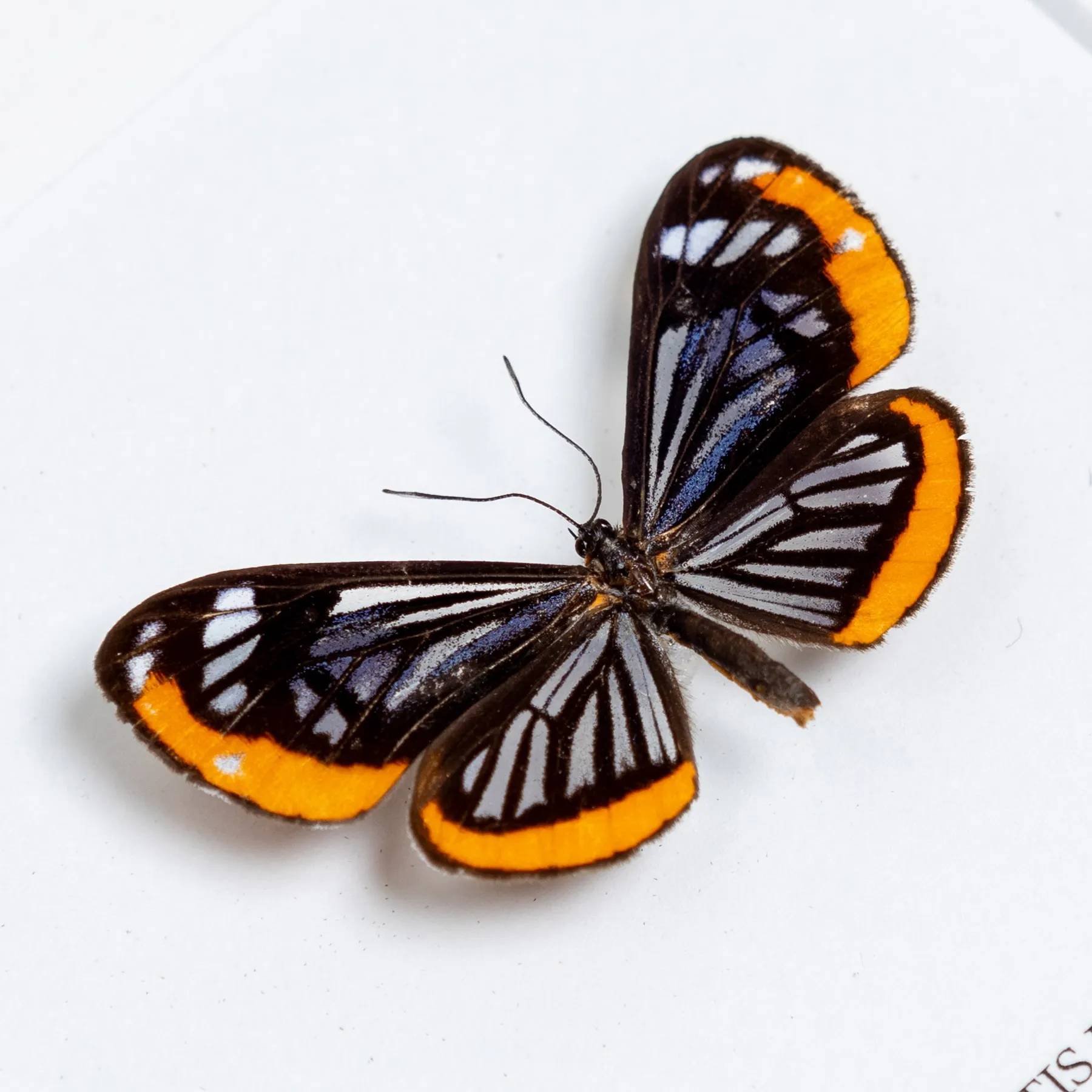 Stalachtis phaedusa Butterfly In Box Frame from Brazil Minibeast Stalachtis phaedusa Butterfly In Box Frame from Brazil
