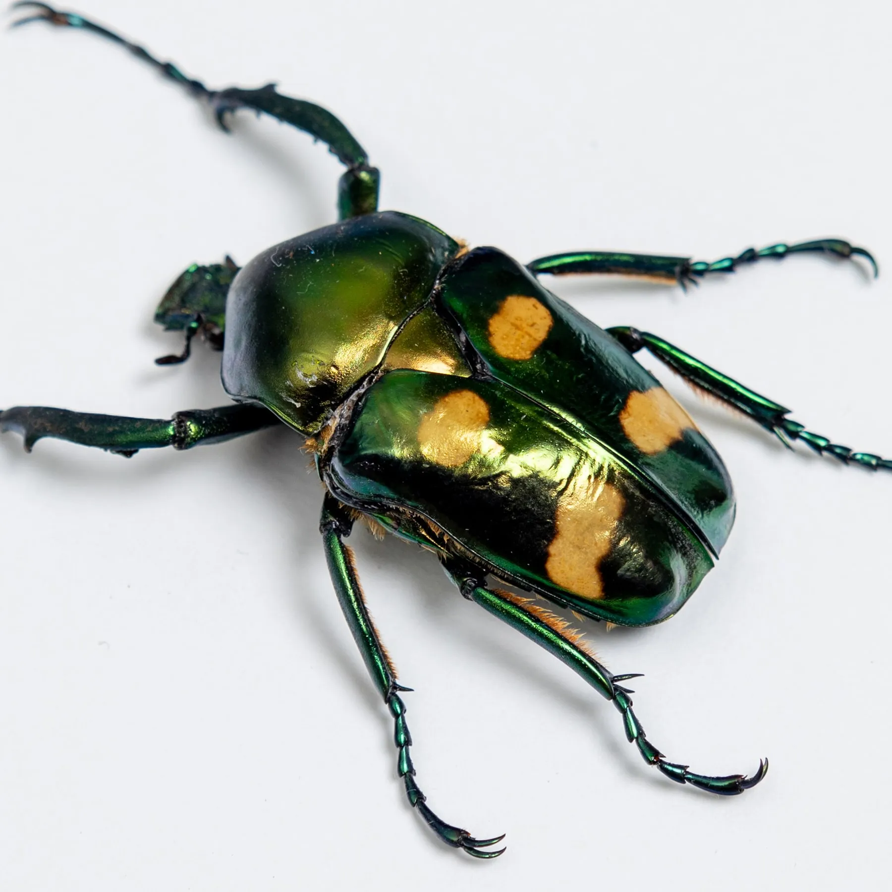 Four Spot Flower Beetle In Box Frame (Jumnos ruckeri) Minibeast Four Spot Flower Beetle In Box Frame (Jumnos ruckeri)