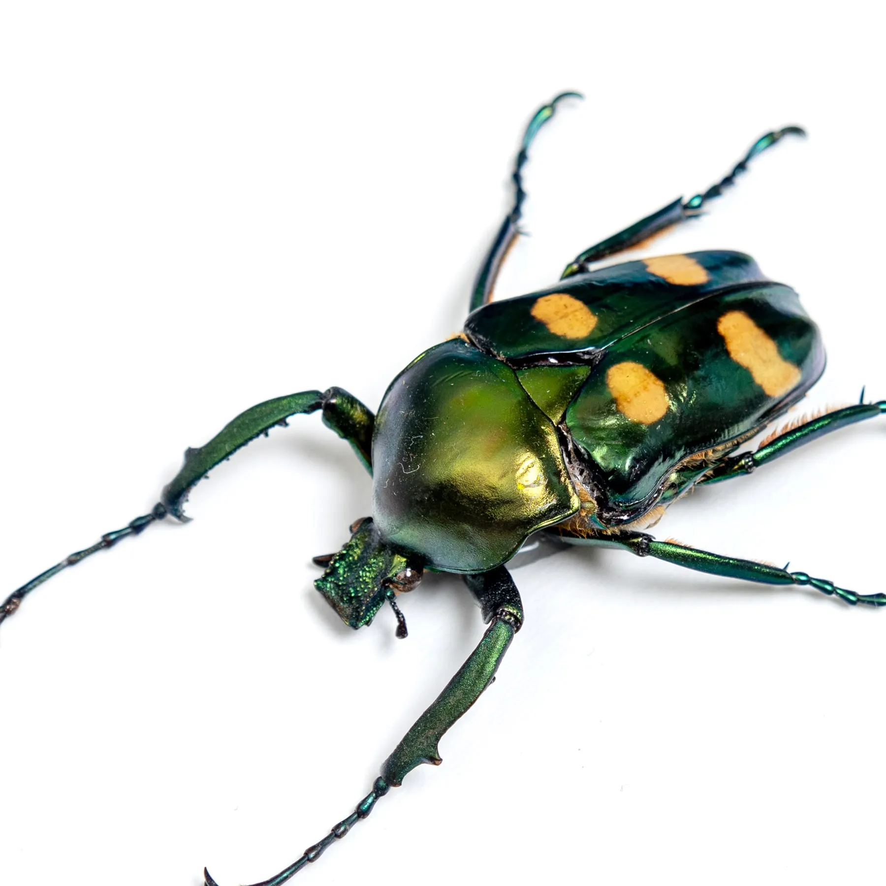Four Spot Flower Beetle In Box Frame (Jumnos ruckeri) Minibeast Four Spot Flower Beetle In Box Frame (Jumnos ruckeri)