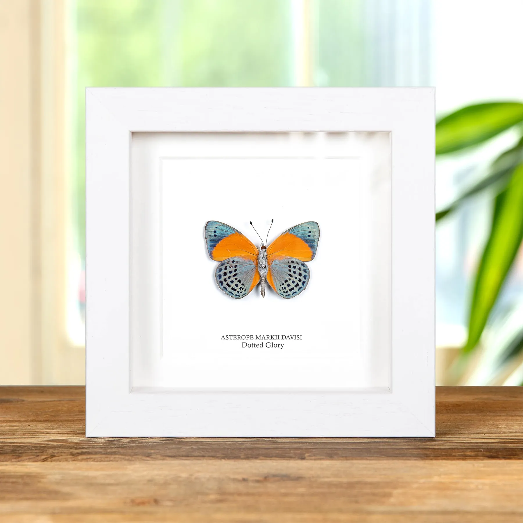 Dotted Glory Butterfly Ventral Side In Box Frame (Asterope markii davisi)