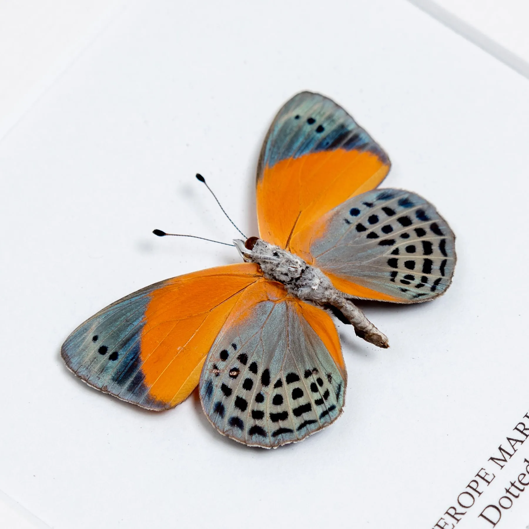 Dotted Glory Butterfly Ventral Side In Box Frame (Asterope markii davisi)