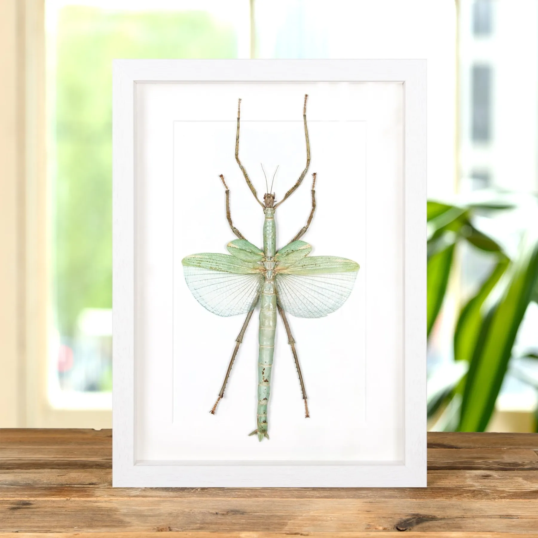 Giant Stick Insect In Box Frame (Eurycnema versirubra) Giant Stick Insect In Box Frame (Eurycnema versirubra)