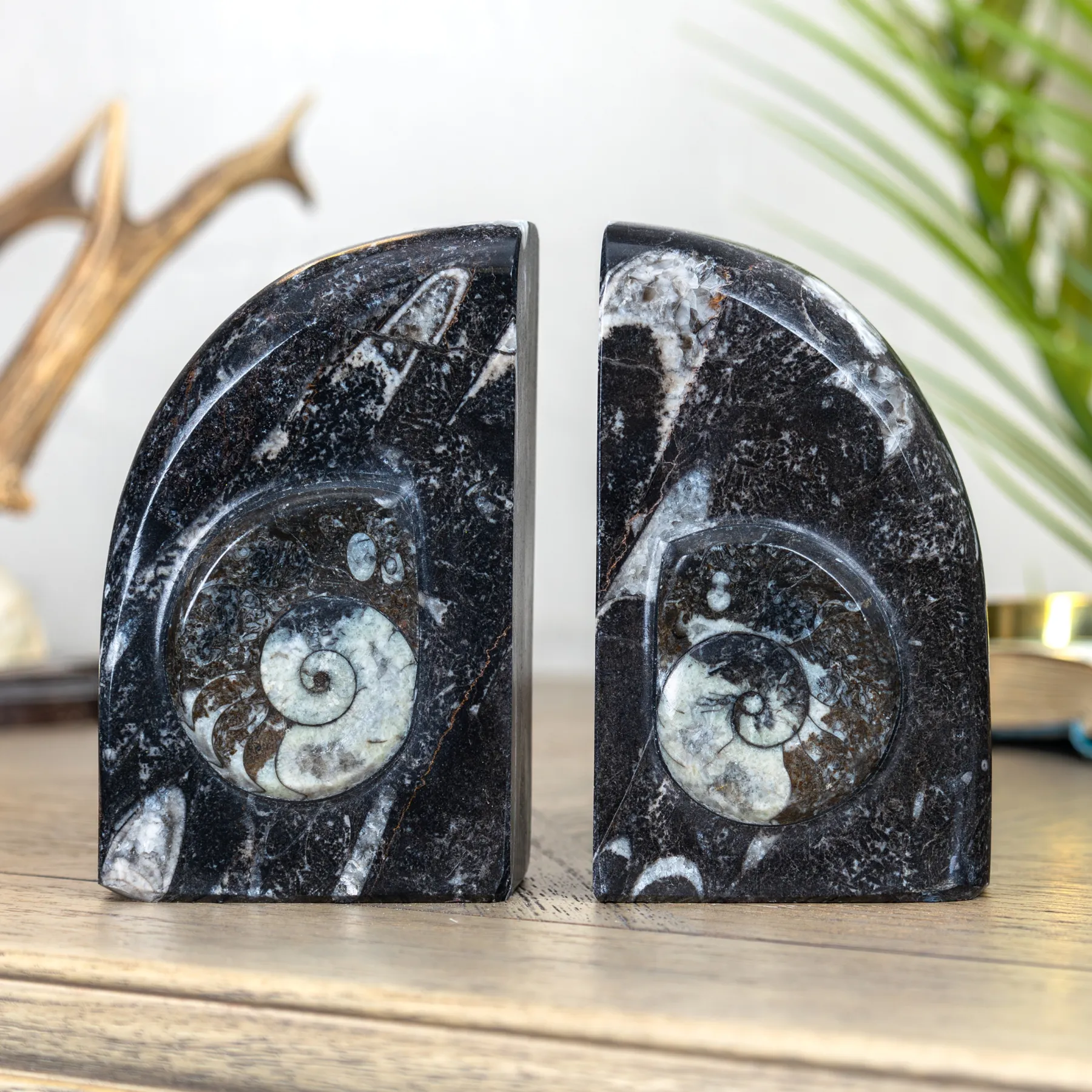 Minibeast Reggilibri in marmo con goniatiti fossilizzate