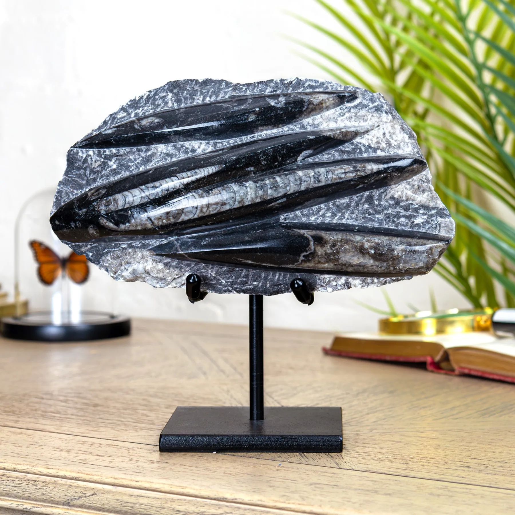 Minibeast Grande Fossile di Orthoceras su Supporto (Orthoceras sp)