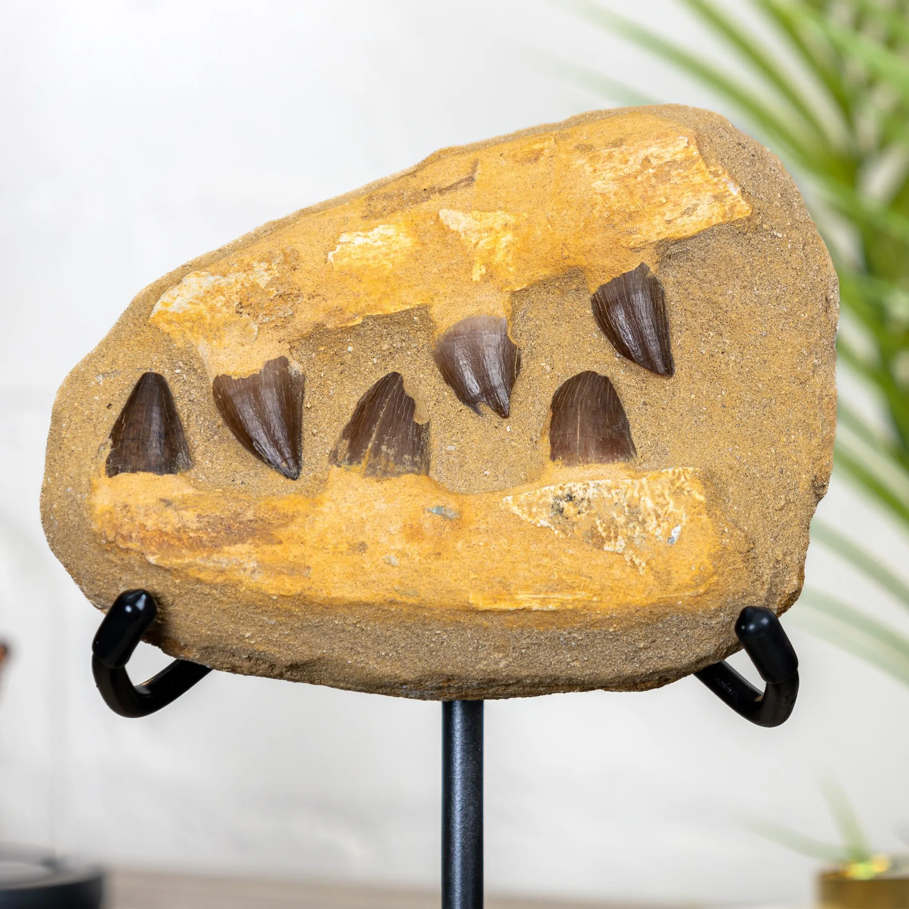 Minibeast Mosasaur Jaw Fossil on Stand (Mosasauridae sp)