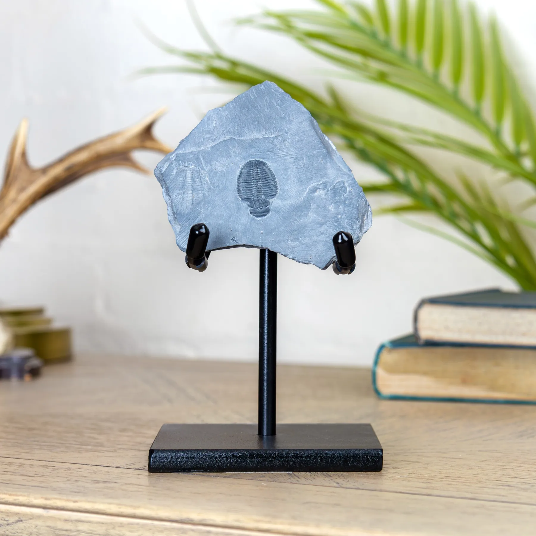 Minibeast Elrathia Trilobite Fossil on Stand (Elrathia sp)