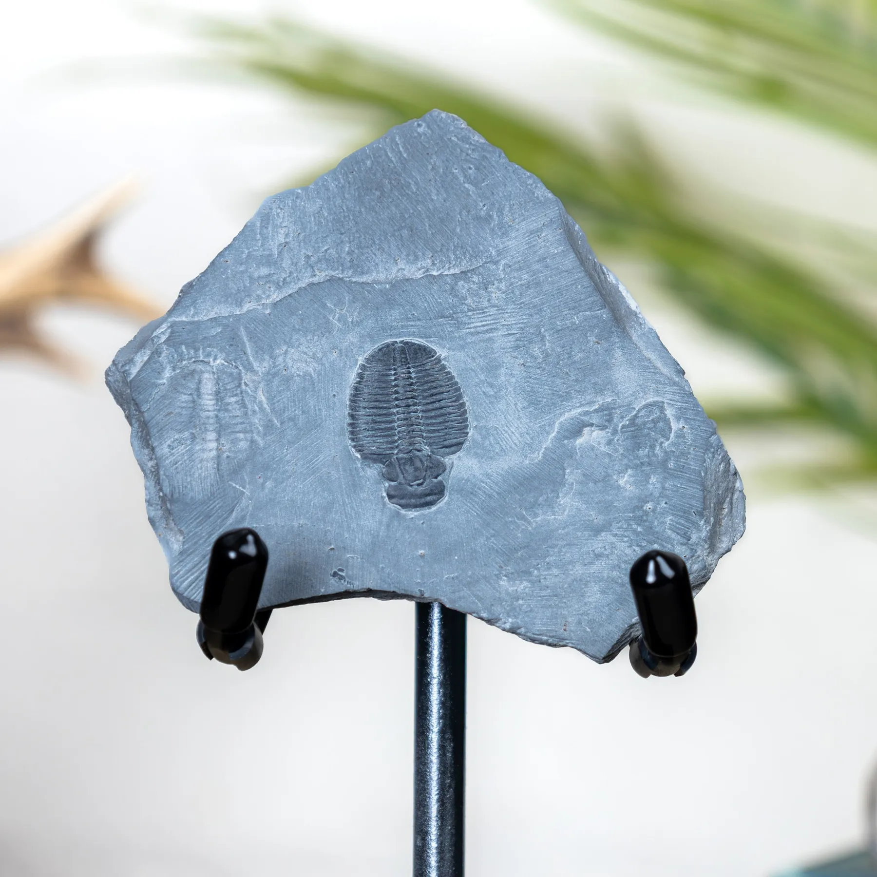 Minibeast Elrathia Trilobite Fossil on Stand (Elrathia sp)