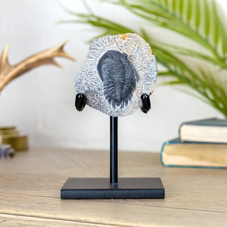 Fossile di Trilobite Hollardops su Supporto (Hollardops sp)