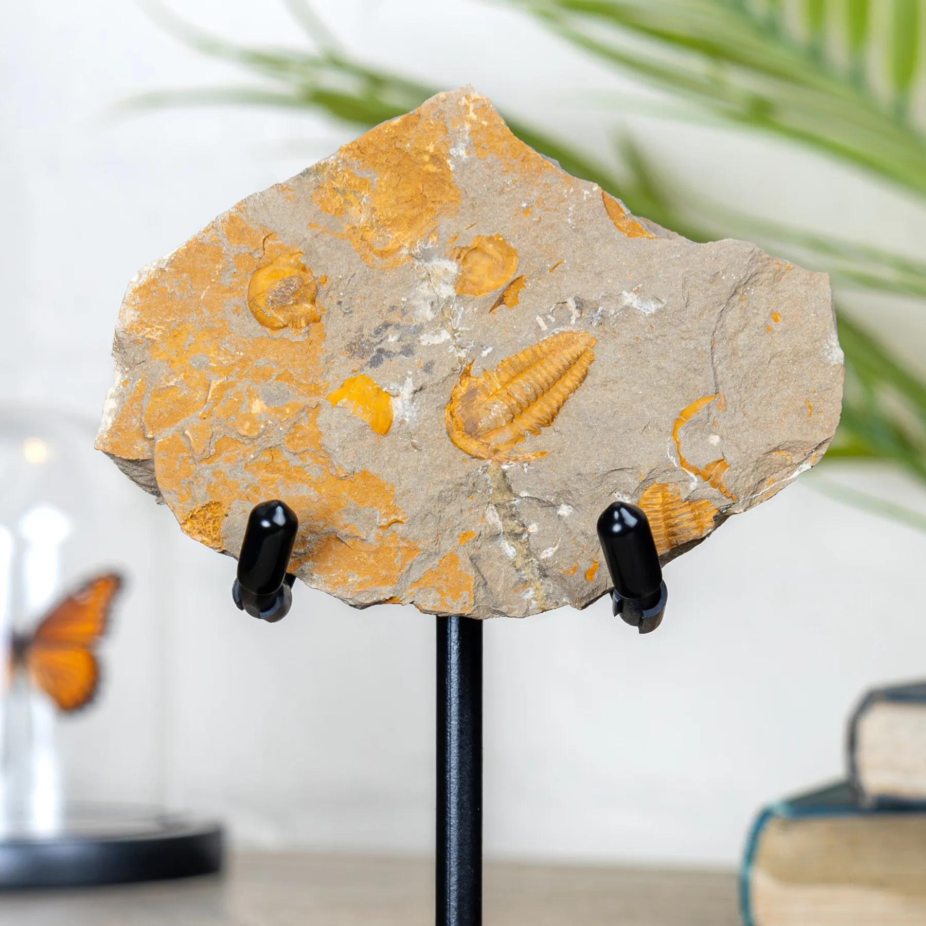 Minibeast Kambrium Trilobitenfossil auf einem Ständer (Redlichiida sp)