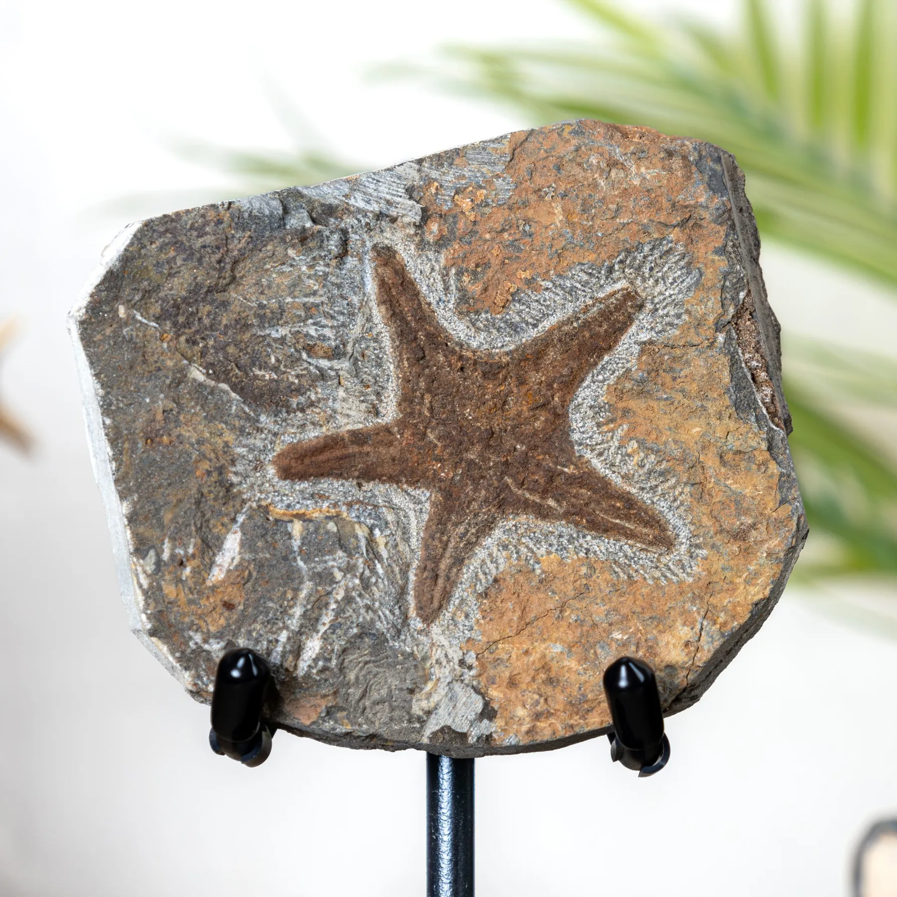 Starfish Fossil on Stand (Petraster sp)