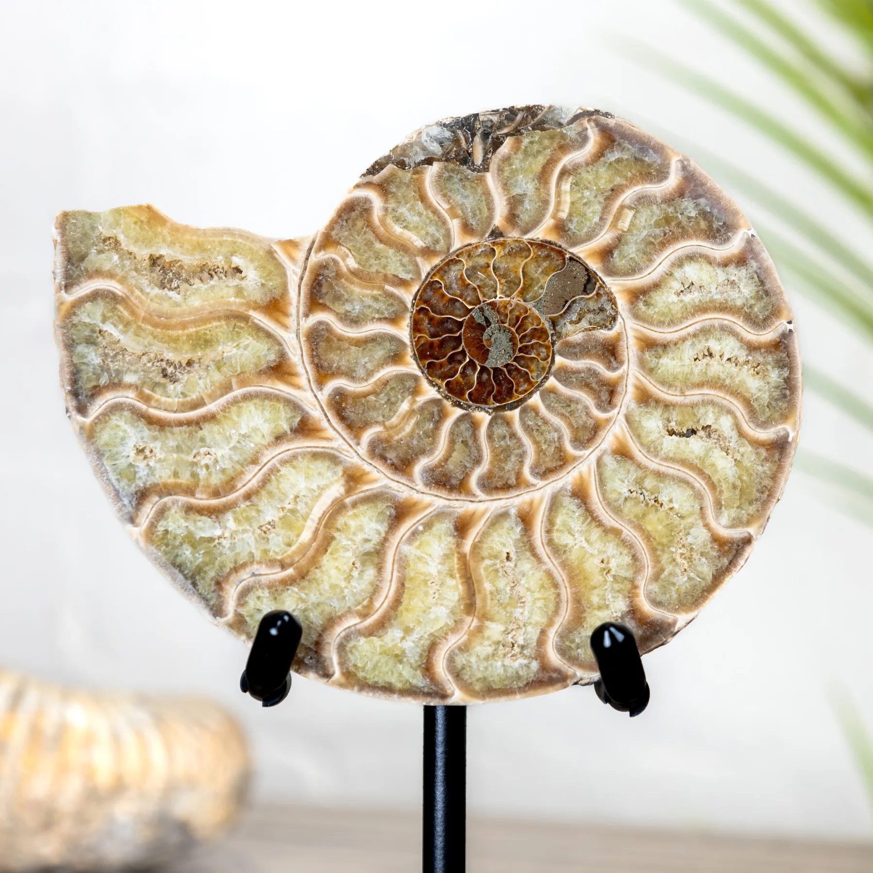 Minibeast 4.5 Inch Yellow Cut & Polished Ammonite Fossil on Stand (Cleoniceras sp)