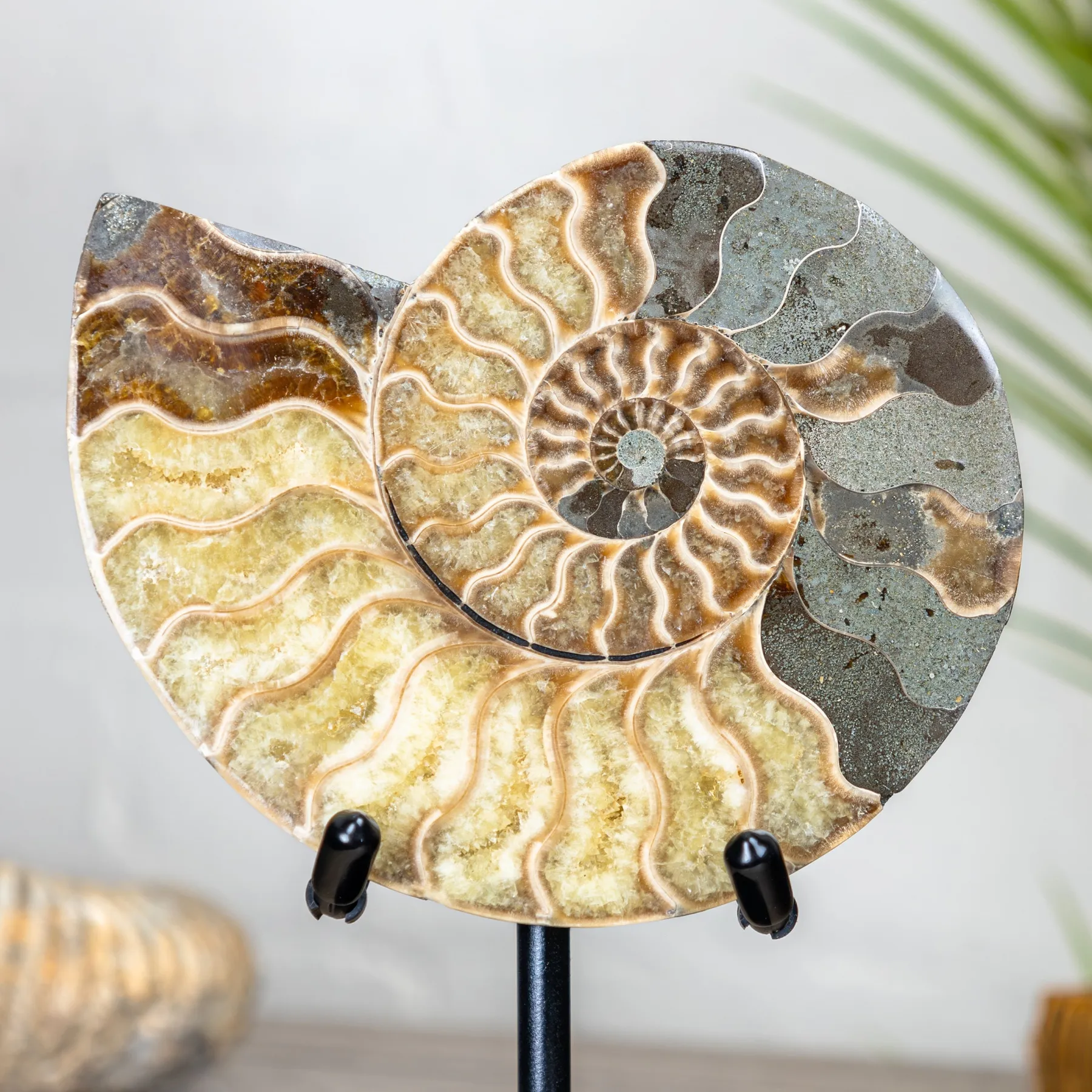 Minibeast 5.5 Inch Yellow / Brown Cut & Polished Ammonite Fossil on Stand (Cleoniceras sp)