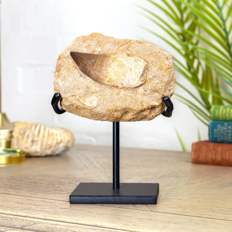 Mosasaur Tooth & Root Fossil with Original Matrix on Stand (Mosasauridae sp)
