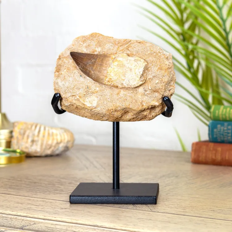 Mosasaur Tooth & Root Fossil with Original Matrix on Stand (Mosasauridae sp)