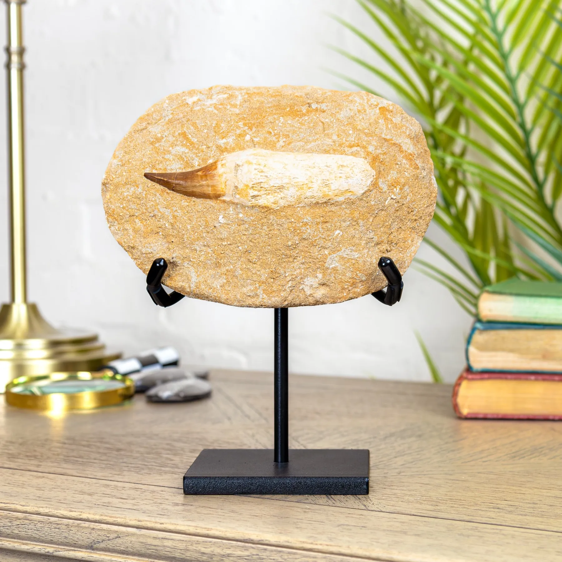 Minibeast Ρίζα και δόντι μοσασαύρου σε μητρικό πέτρωμα σε βάση (Mosasauridae sp)