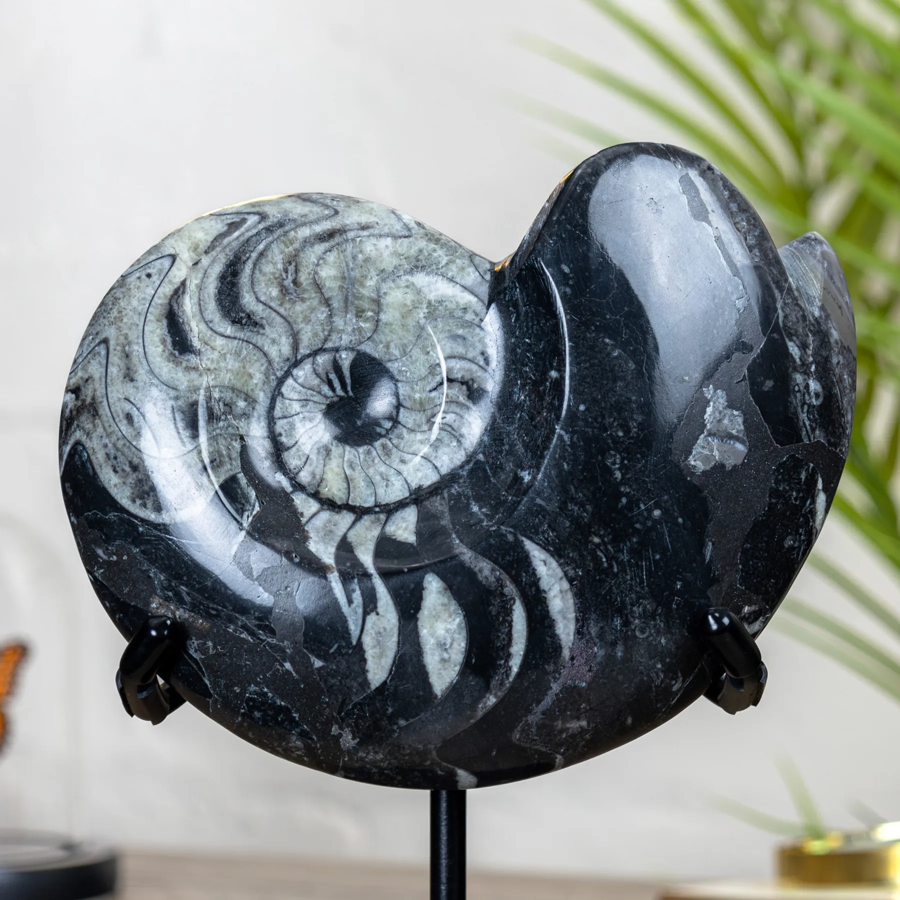 XL 6.5 inch Goniatite Ammonite Fossil on Stand (Goniatite sp) Minibeast XL 6.5 inch Goniatite Ammonite Fossil on Stand (Goniatite sp)
