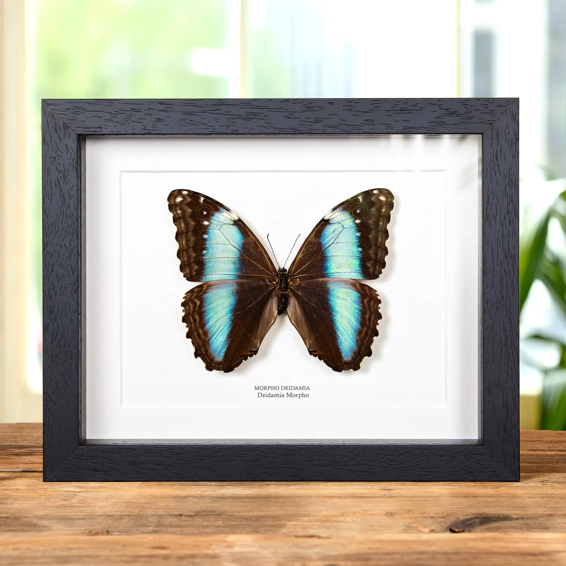 Female Deidamia Morpho Butterfly In Box Frame (Morpho deidamia) Minibeast Female Deidamia Morpho Butterfly In Box Frame (Morpho deidamia)