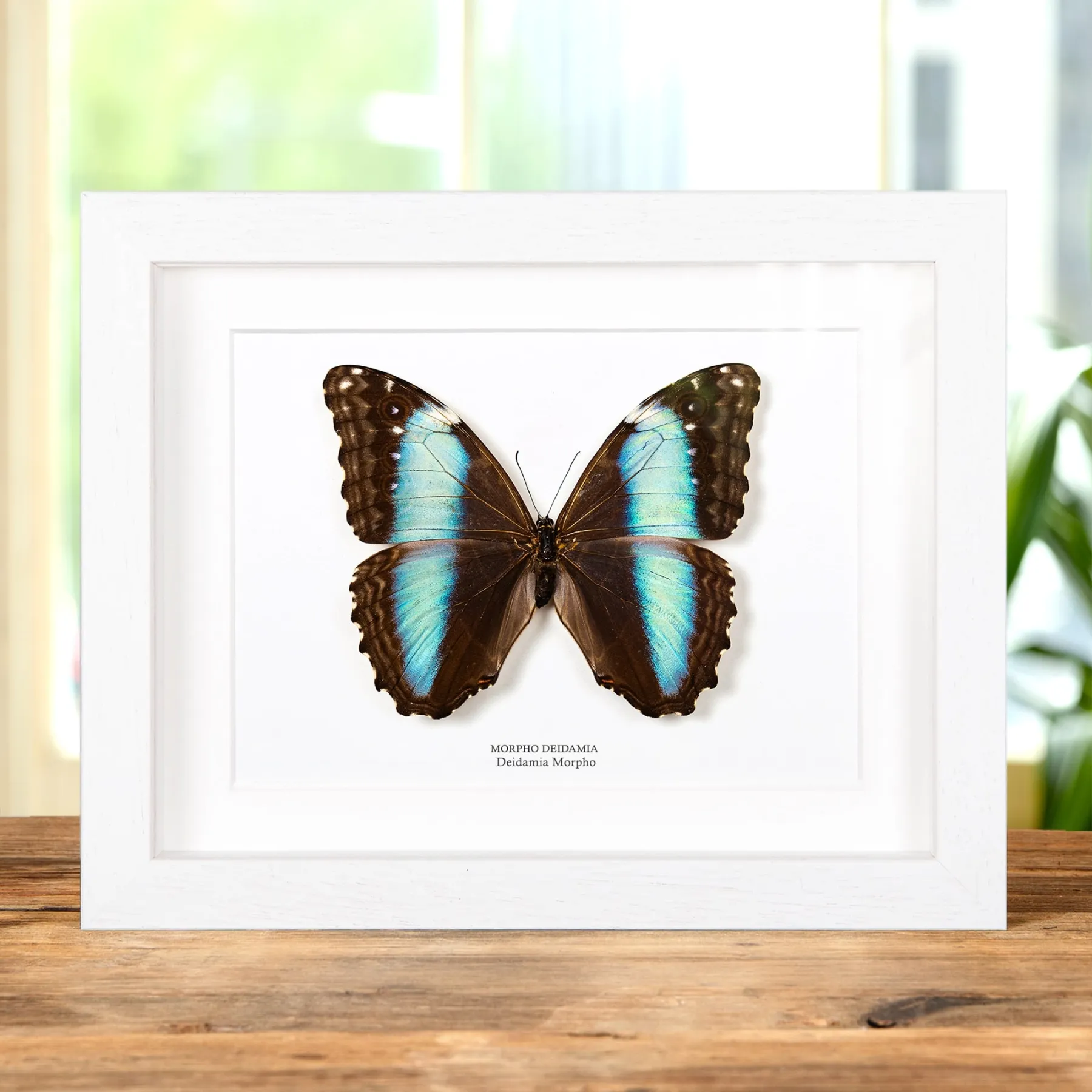 Female Deidamia Morpho Butterfly In Box Frame (Morpho deidamia) Minibeast Female Deidamia Morpho Butterfly In Box Frame (Morpho deidamia)