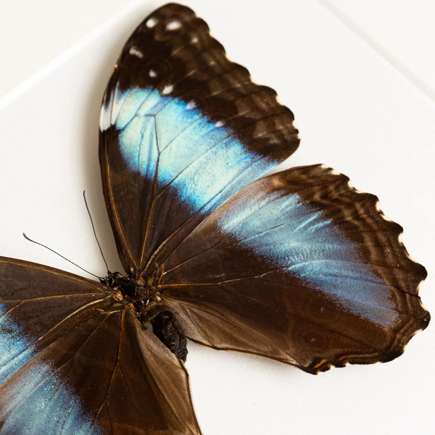 Female Deidamia Morpho Butterfly In Box Frame (Morpho deidamia) Minibeast Female Deidamia Morpho Butterfly In Box Frame (Morpho deidamia)