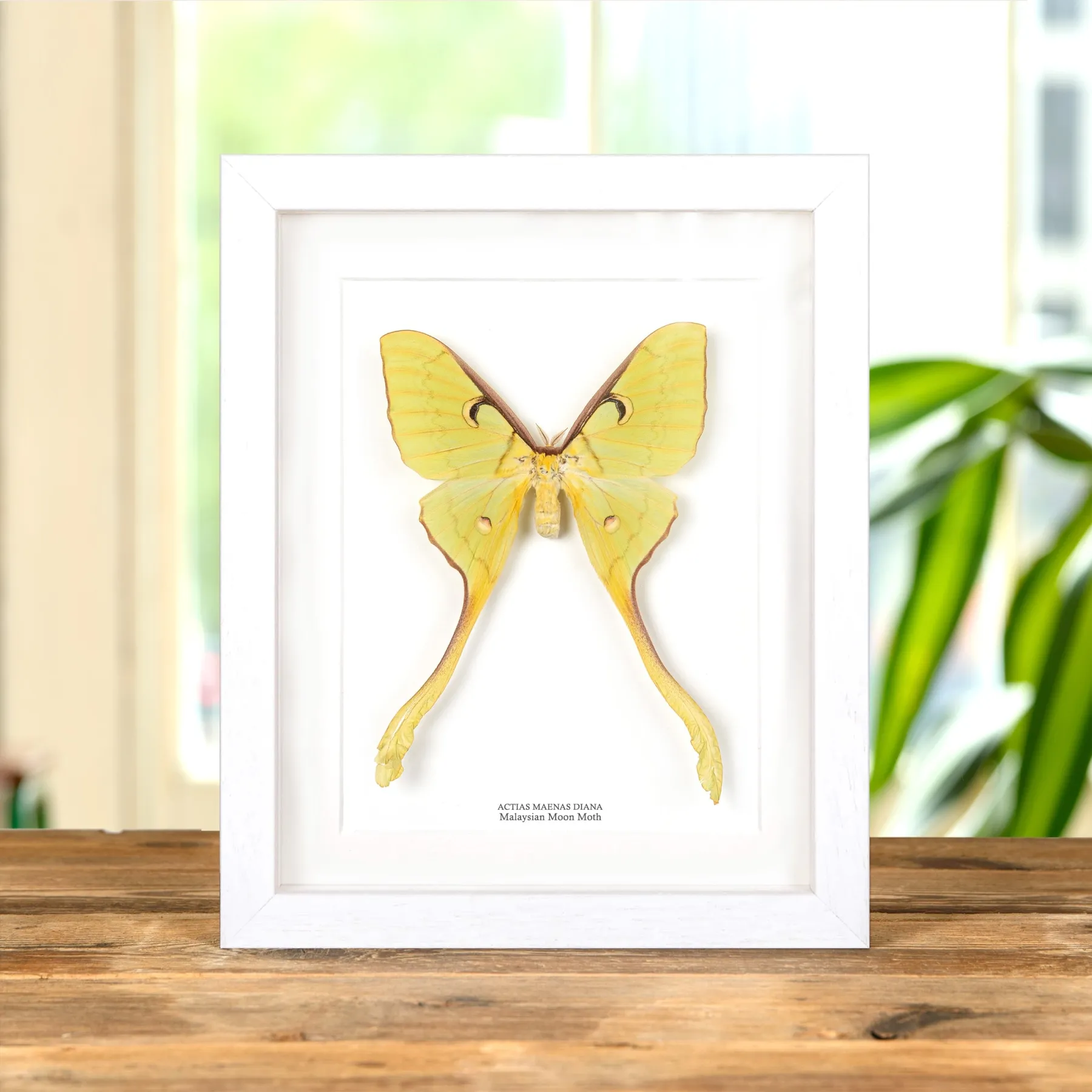 Female Malaysian Moon Moth In Box Frame (Actias maenas diana) Female Malaysian Moon Moth In Box Frame (Actias maenas diana)