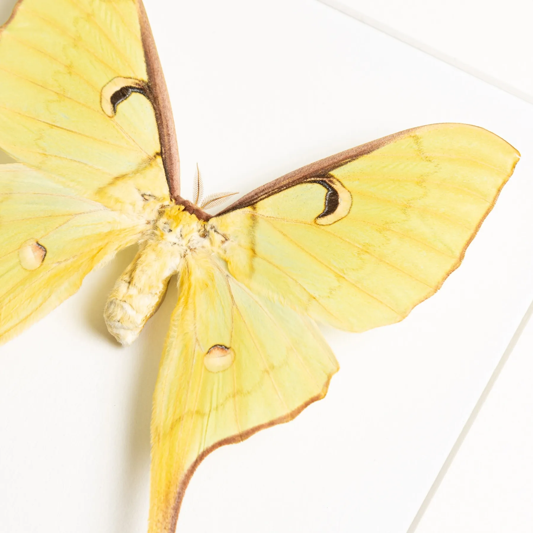 Female Malaysian Moon Moth In Box Frame (Actias maenas diana) Female Malaysian Moon Moth In Box Frame (Actias maenas diana)