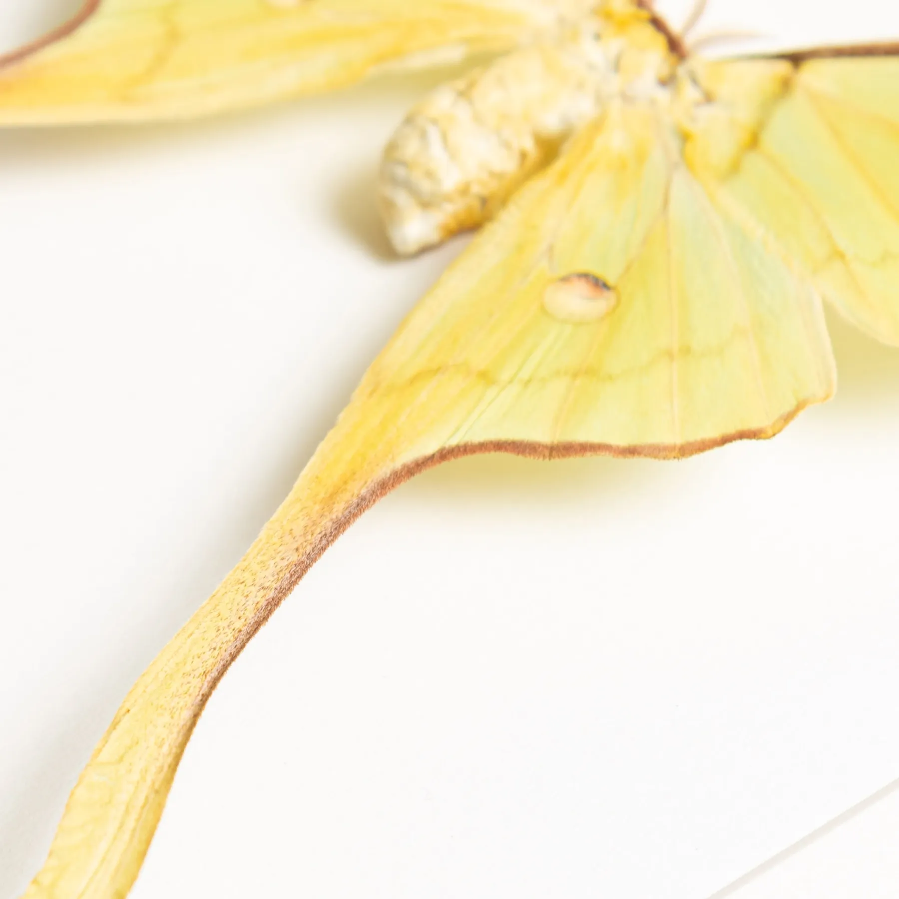 Female Malaysian Moon Moth In Box Frame (Actias maenas diana) Female Malaysian Moon Moth In Box Frame (Actias maenas diana)
