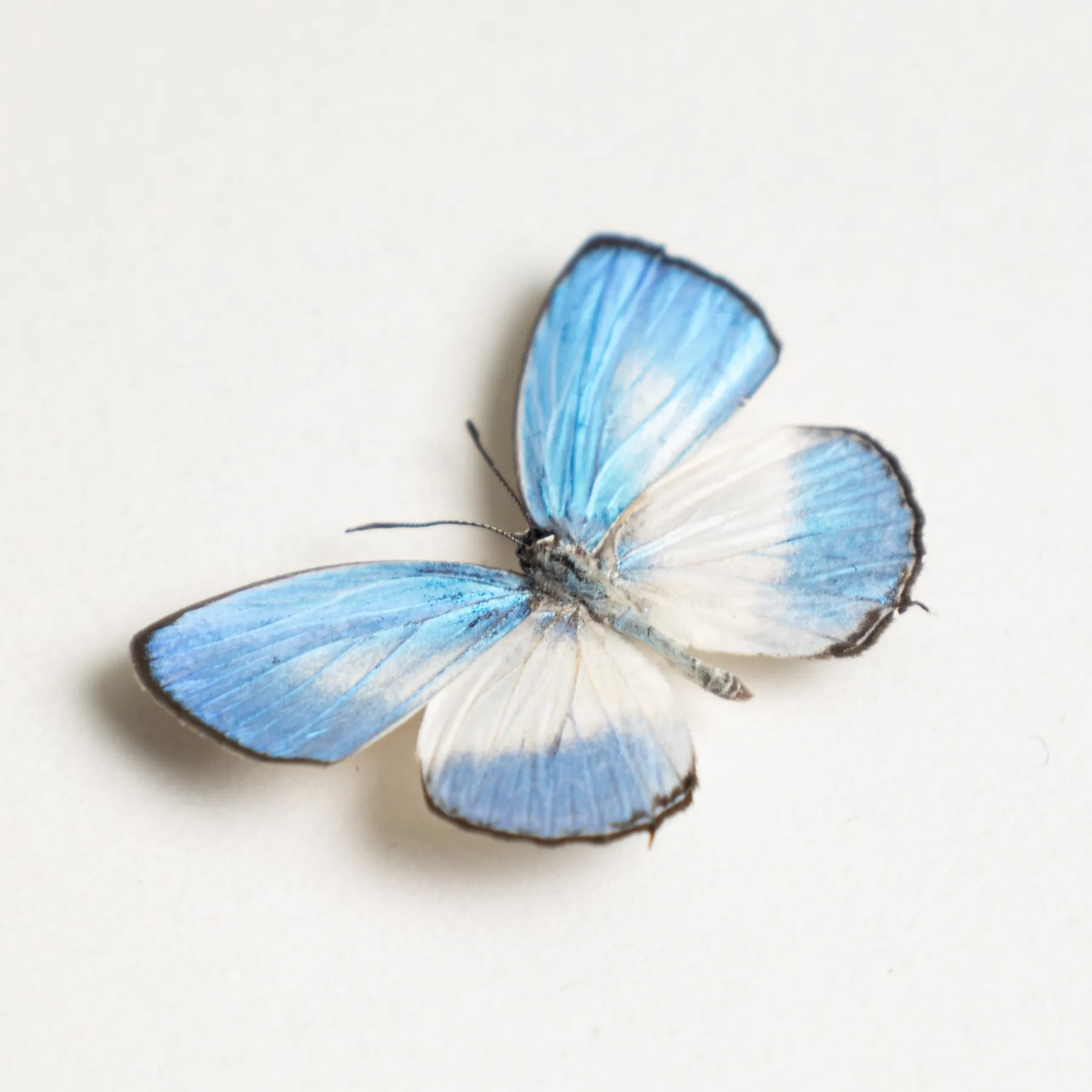 Pointed Line-blue Butterfly In Box Frame (Jamides euchylas) Minibeast Pointed Line-blue Butterfly In Box Frame (Jamides euchylas)
