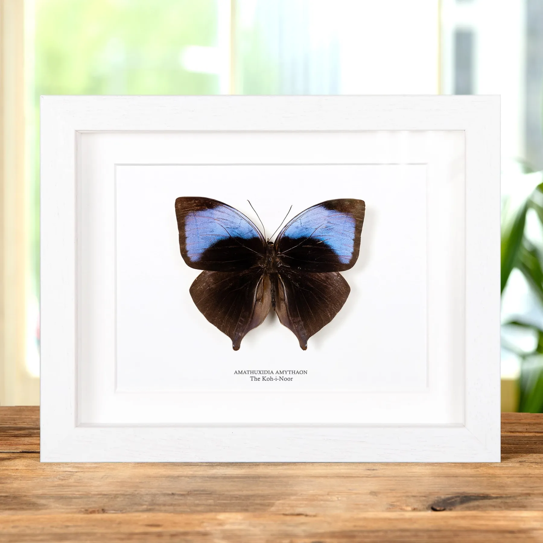The Koh-i-Noor Butterfly In Box Frame (Amathuxidia amythaon) Minibeast The Koh-i-Noor Butterfly In Box Frame (Amathuxidia amythaon)