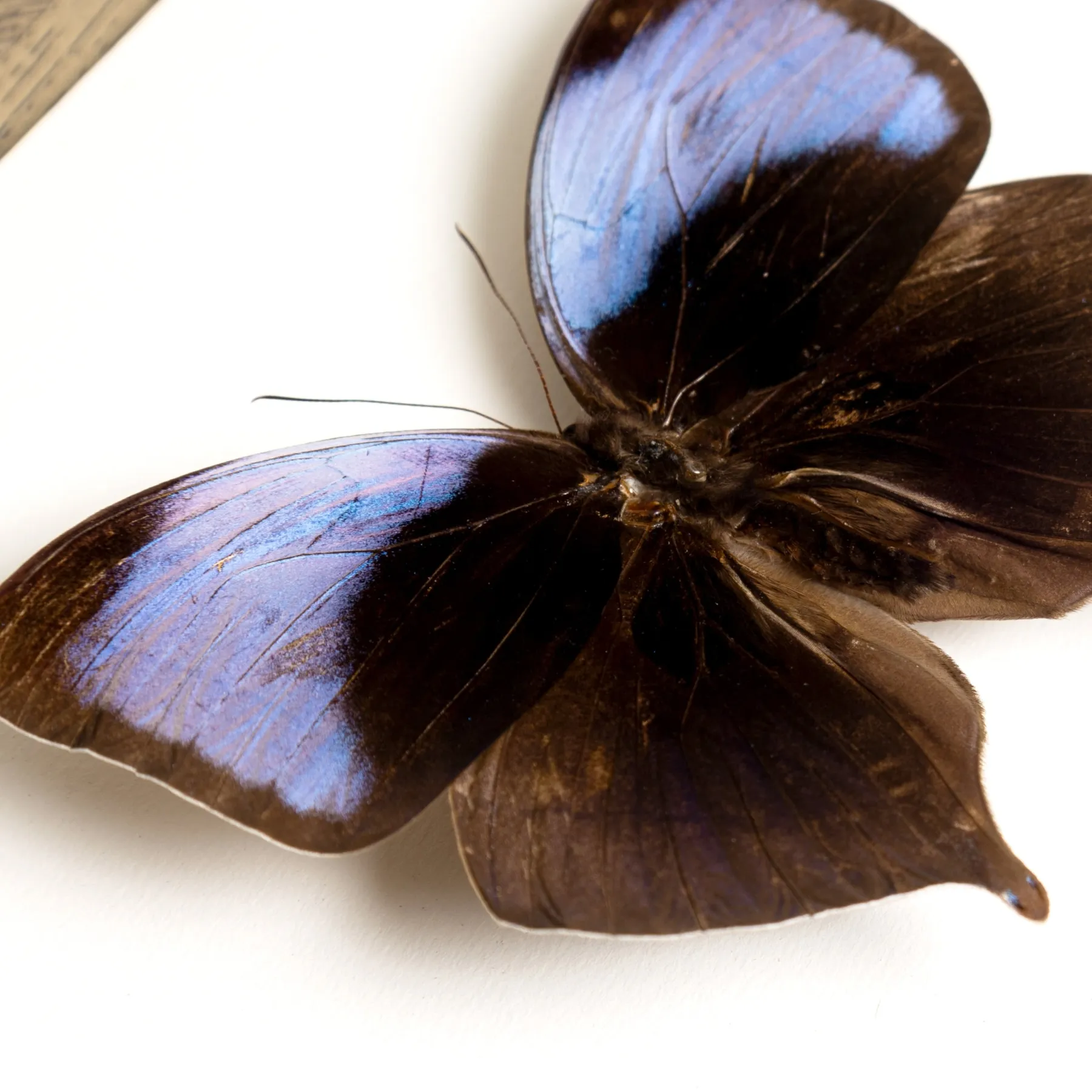 The Koh-i-Noor Butterfly In Box Frame (Amathuxidia amythaon) Minibeast The Koh-i-Noor Butterfly In Box Frame (Amathuxidia amythaon)
