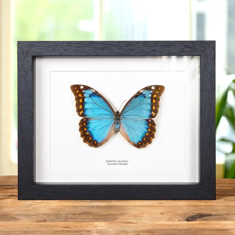 <strong>Female Anaxibia Morpho Butterfly In Box Frame (Morpho anaxibia)</strong><br>Price: £449.99<br>Frame Size: 9 x 7 Female Anaxibia Morpho Butterfly In Box Frame (Morpho anaxibia)