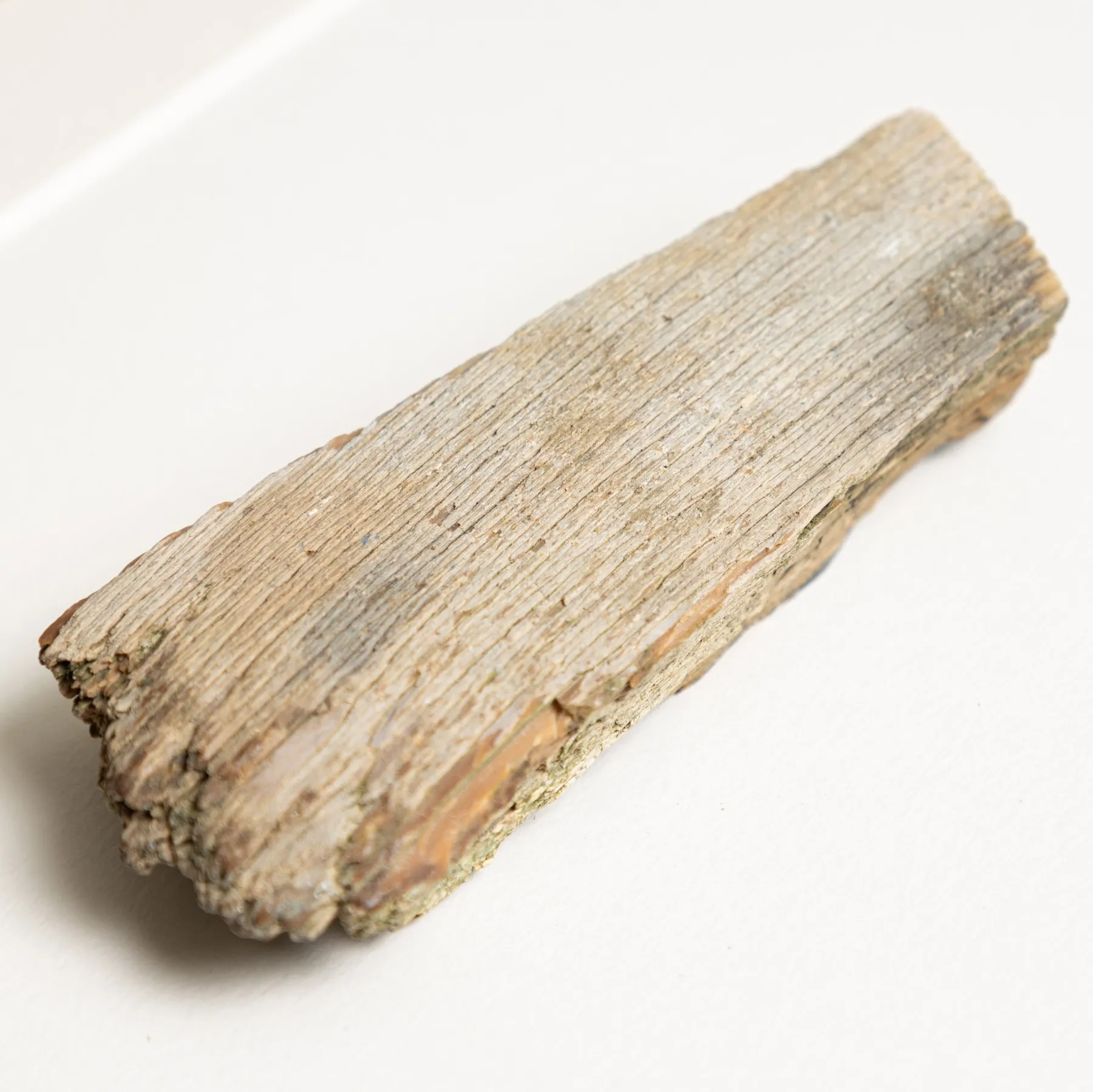 Minibeast Sibirischer Mammutstoßzahnfossil im Rahmen (Mammuthus primigenius)