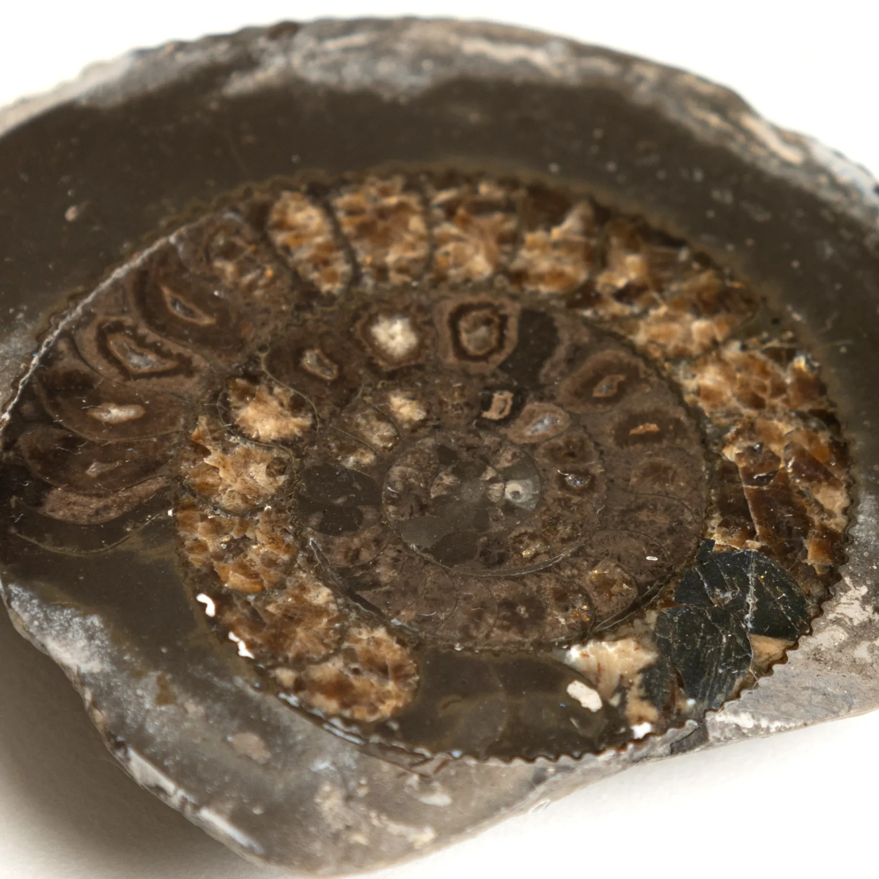 Minibeast Dactylioceras Tagliato e Lucidato Fossile Ammonite in Cornice (Dactylioceras sp)