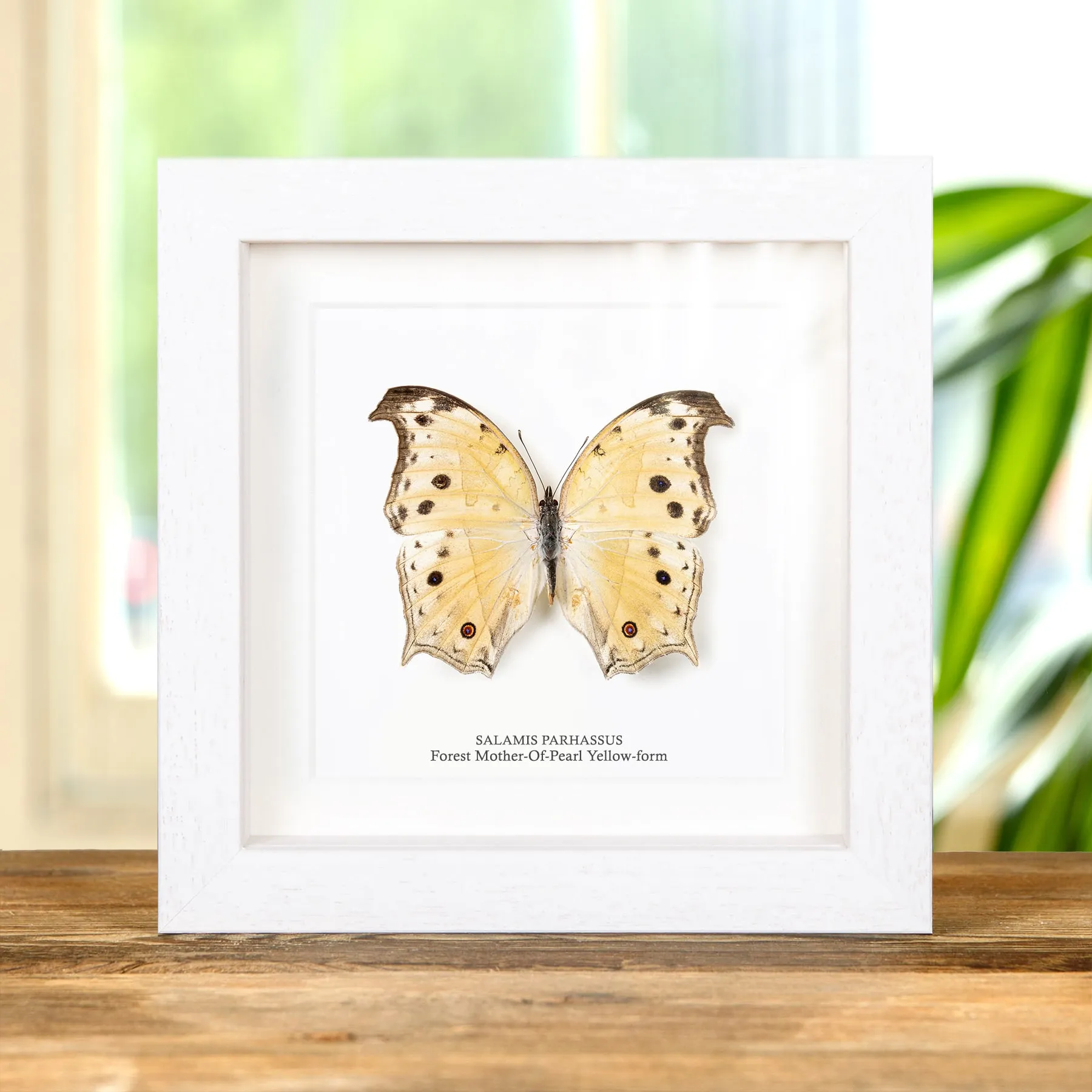 Minibeast Forest Mother-Of-Pearl Yellow-form Butterfly In Box Frame (Salamis parhassus)