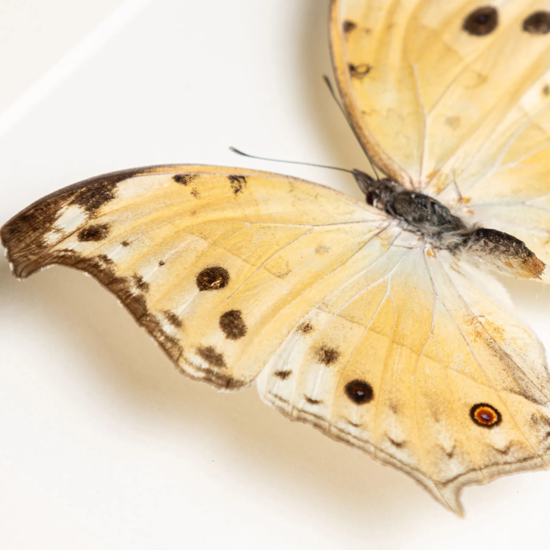 Minibeast Forest Mother-Of-Pearl Yellow-form Butterfly In Box Frame (Salamis parhassus)