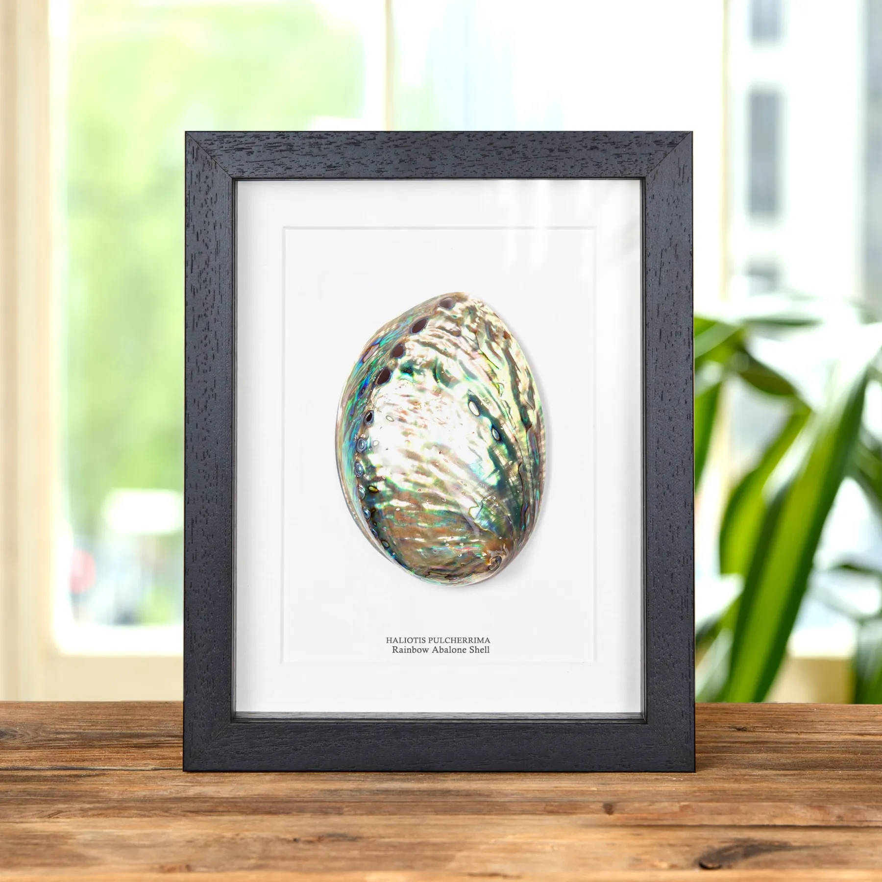 Minibeast Coquille D'Abalone Arc-en-Ciel dans un Cadre (Haliotis pulcherrima)