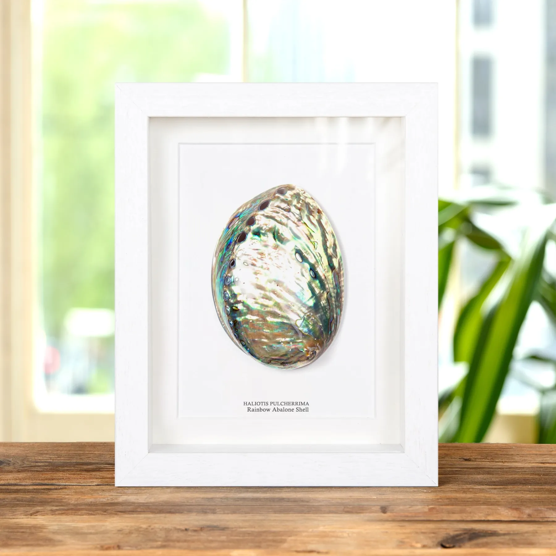 Minibeast Coquille D'Abalone Arc-en-Ciel dans un Cadre (Haliotis pulcherrima)