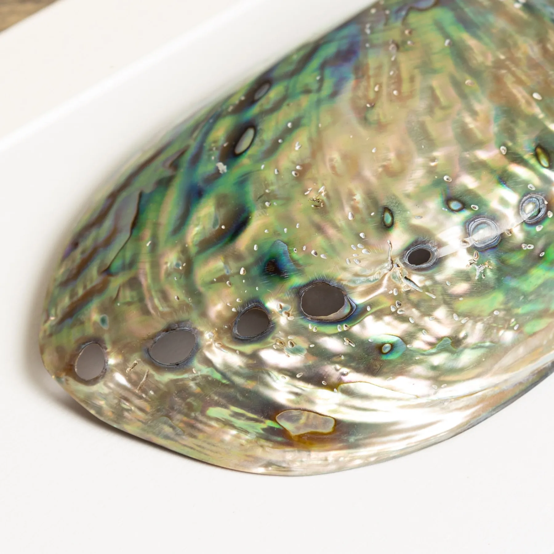Minibeast Coquille D'Abalone Arc-en-Ciel dans un Cadre (Haliotis pulcherrima)