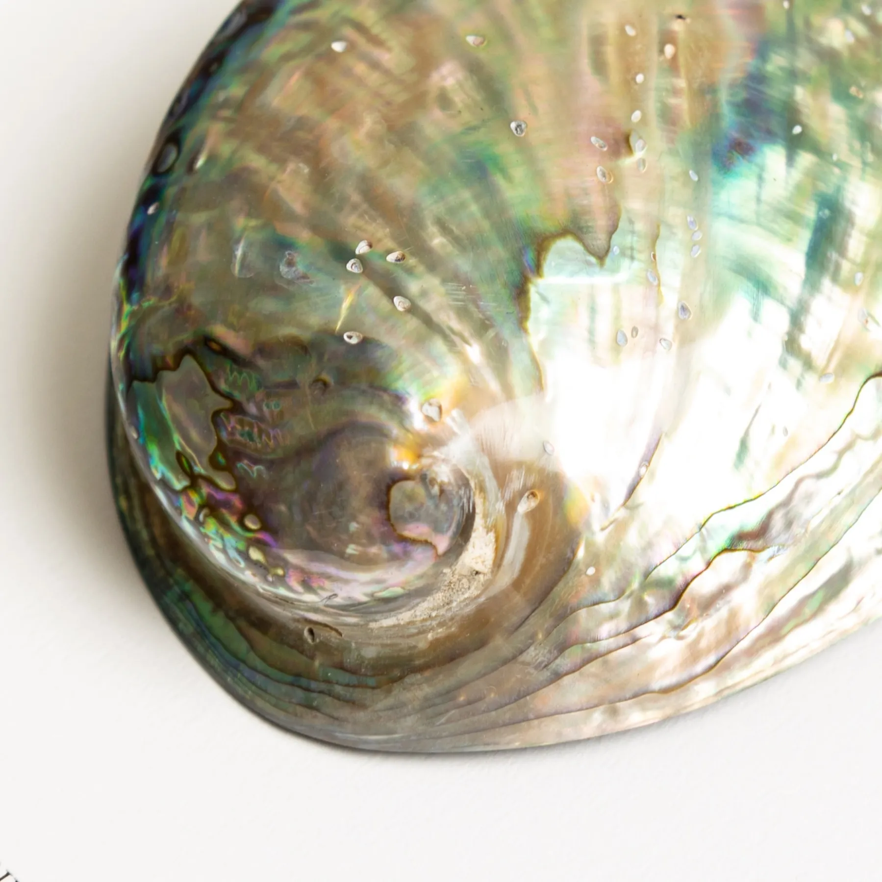 Minibeast Coquille D'Abalone Arc-en-Ciel dans un Cadre (Haliotis pulcherrima)