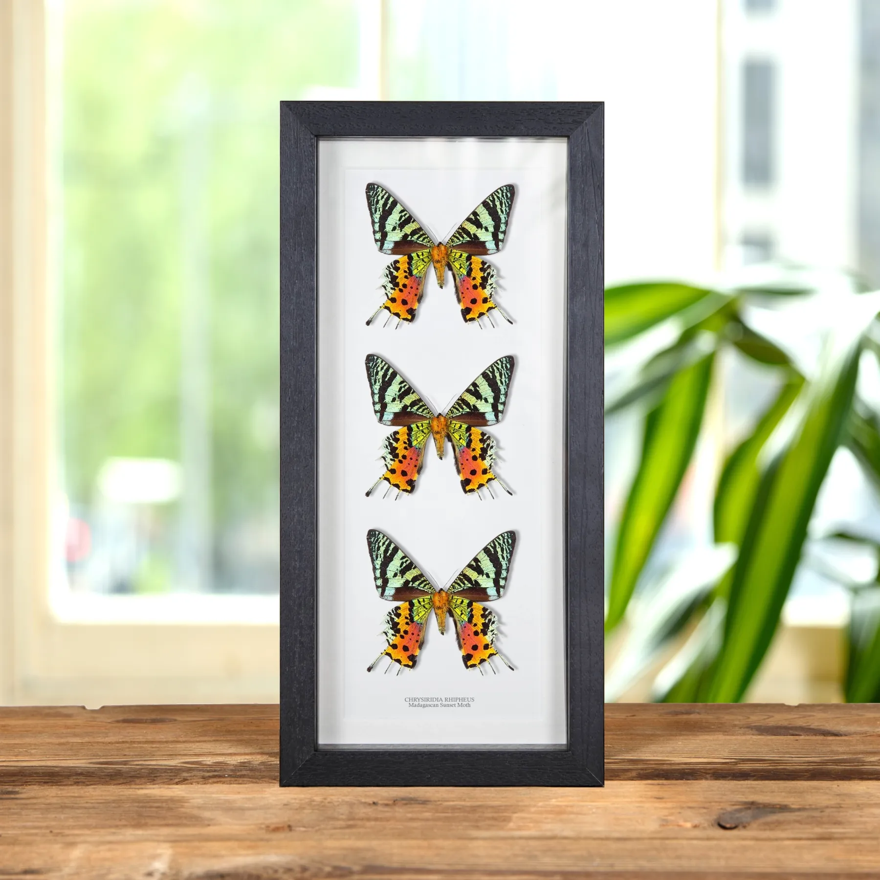 Minibeast Papillon de nuit de la Sunset Malgache Triple Ventral (Chrysiridia rhipheus)