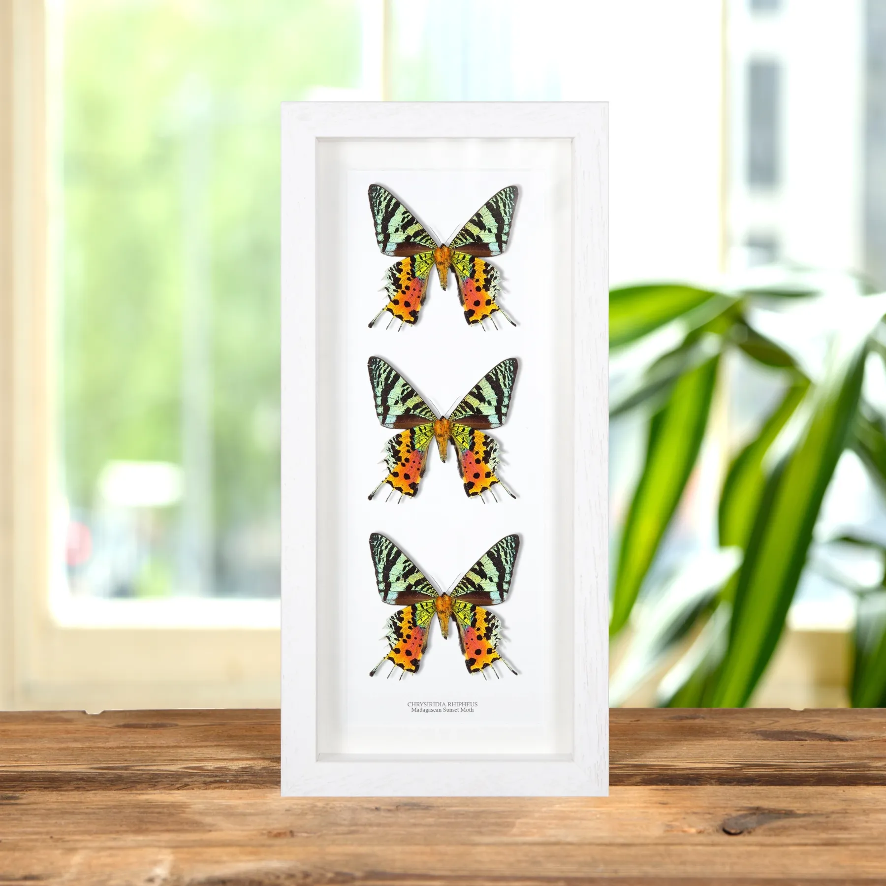Minibeast Papillon de nuit de la Sunset Malgache Triple Ventral (Chrysiridia rhipheus)