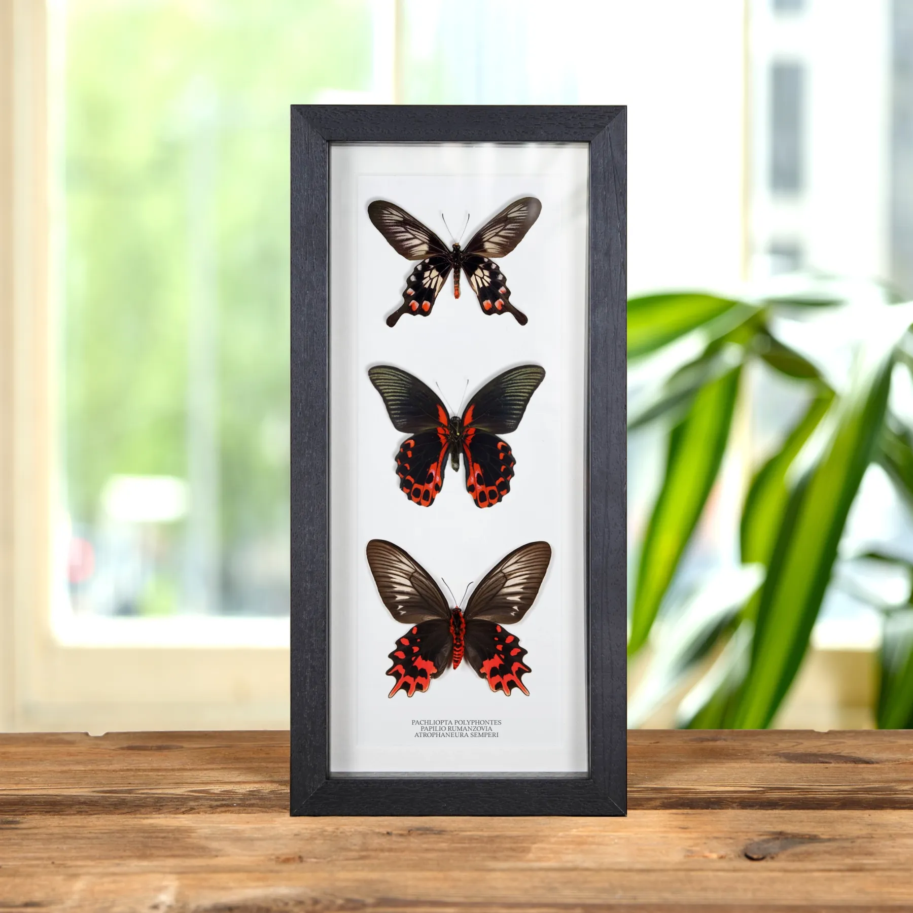 Minibeast Triple Rouge et Papillons Encadrés Noirs (Pachliopta polyphontes, Papilio rumanzovia et Atrophaneura semperi)