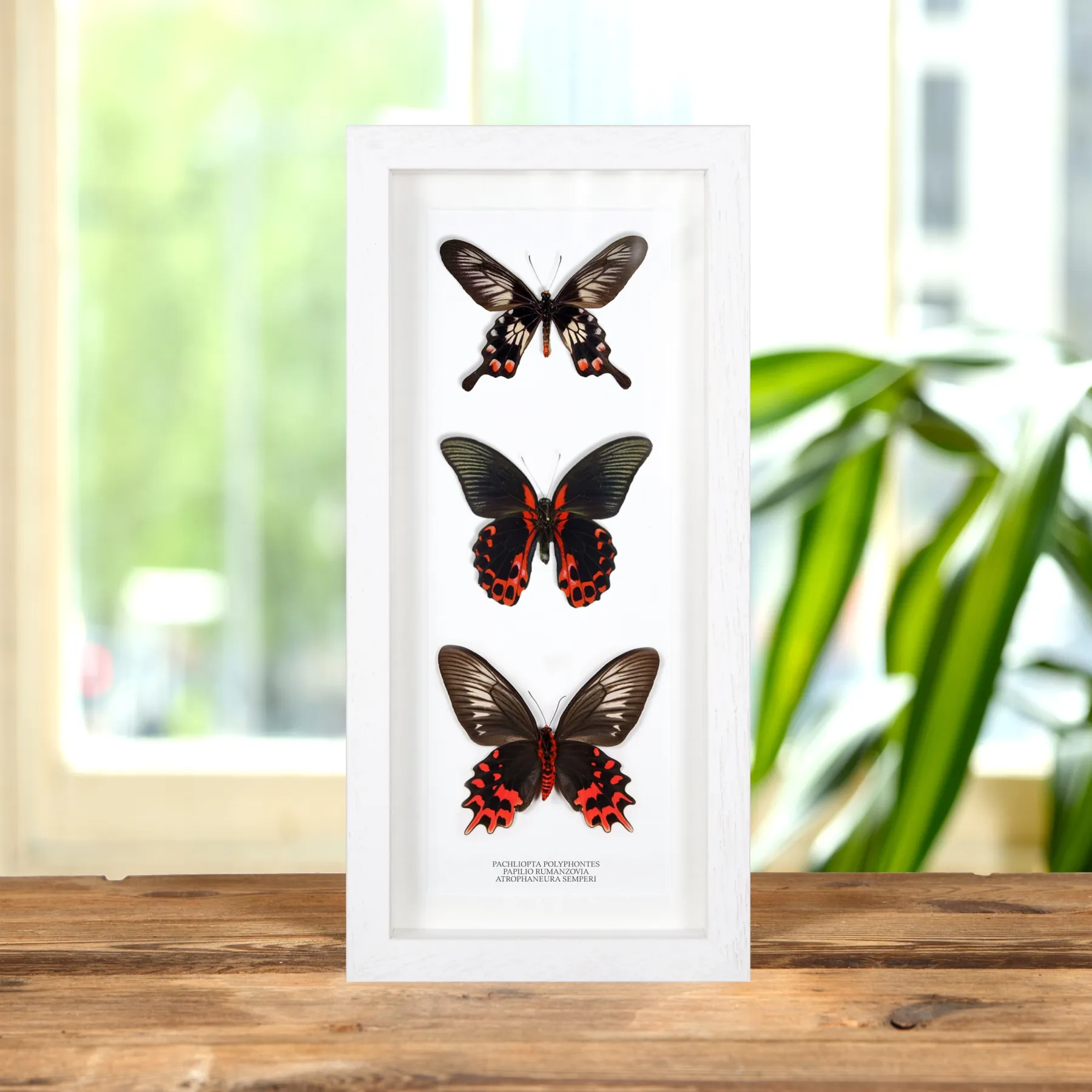 Minibeast Triple Rouge et Papillons Encadrés Noirs (Pachliopta polyphontes, Papilio rumanzovia et Atrophaneura semperi)
