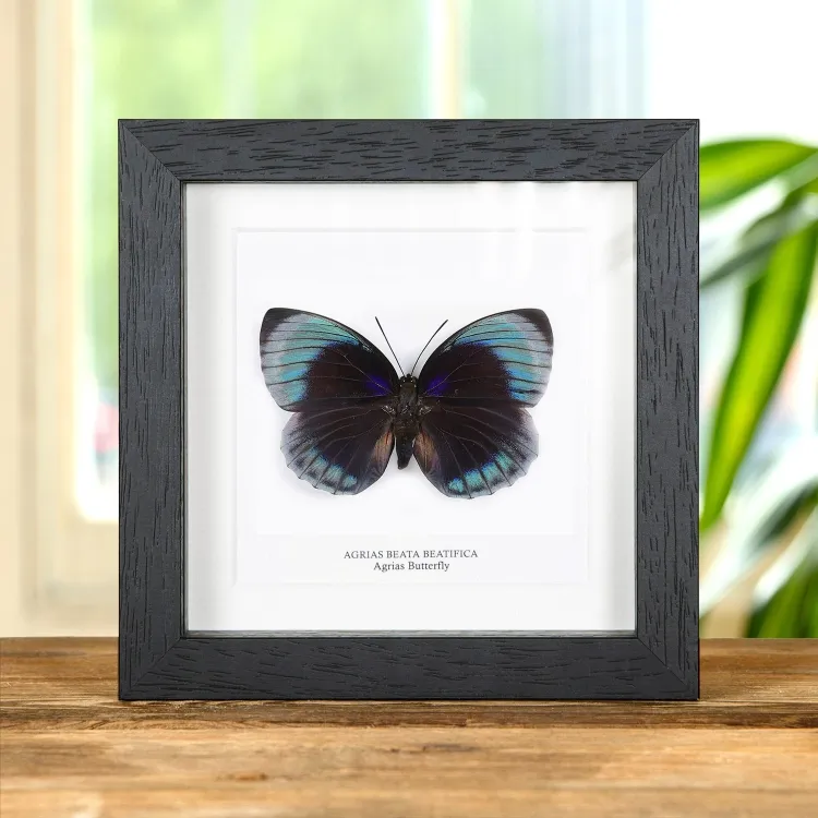 Female Agrias Butterfly In Box Frame (Agrias beata beatifica)